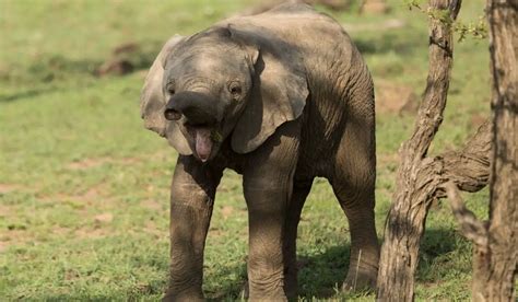 How Much Does A Baby Elephant Weigh Exploration Squared