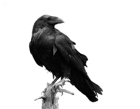 Royalty Free Raven Pictures Images And Stock Photos Istock
