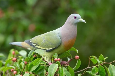 Difference Between Dove And Pigeon Lovely Birds Facts Funny Animals