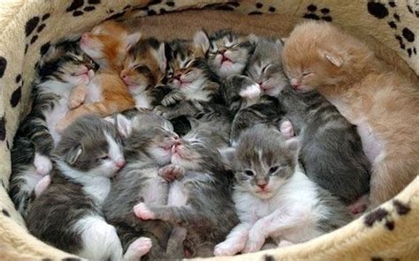 A Group Of Kittens Is Called A Kindle Crazy Cats Kittens Cutest