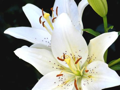 White Lilies Shutterbug