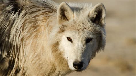 Arctic Wolf Pack Nature Pbs