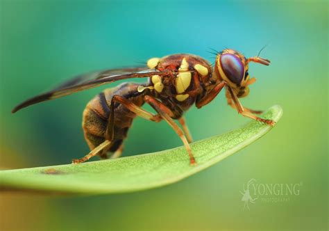 Oriental Fruit Fly Tephritidae Bactrocera Dorsalis Yongi Ng Flickr