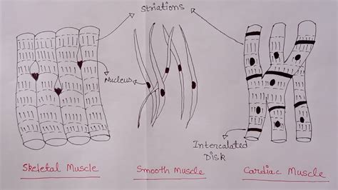 Smooth Muscle Diagram Smooth Muscle Examples And Function