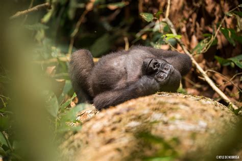 World Gorilla Day 2018 Wcs Congo Blog