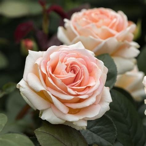 Lady Capri Hybrid Tea Garden Roses Pococks Roses The Cornish Rose Company