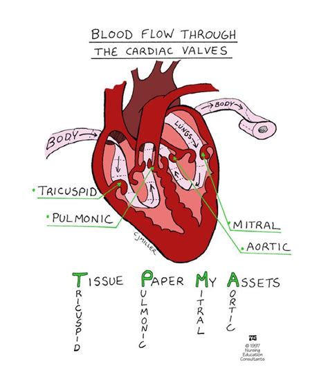 Mnemonic For Blood Flow Through The Cardiac Valves T M P A Nursing