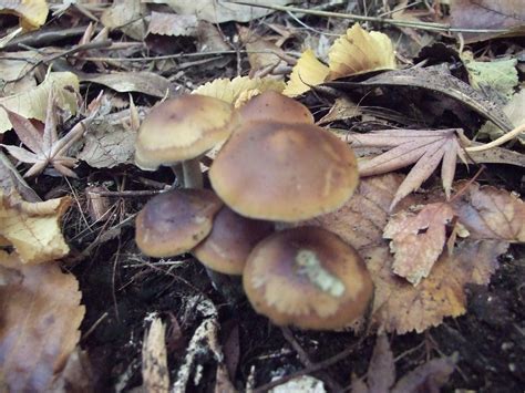 Magic mushrooms: A magic cure for depression? - Australian Psychedelic ...