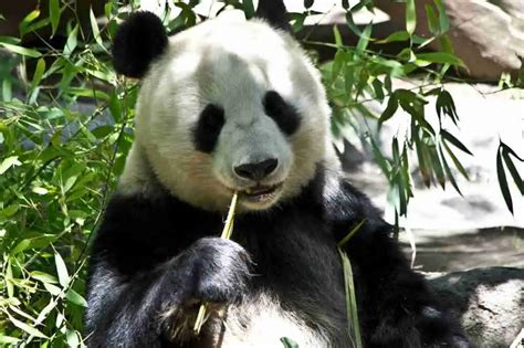 Are Giant Pandas Carnivores Herbivores Or Omnivores
