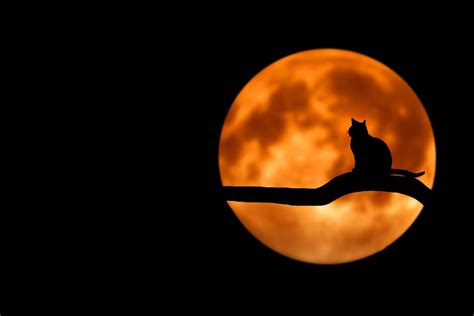 Cats On The Moon Wallpapers Wallpaper Cave