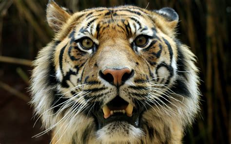 Bengal Tigers Animals Wildlife Wallpapers Hd Desktop And Mobile