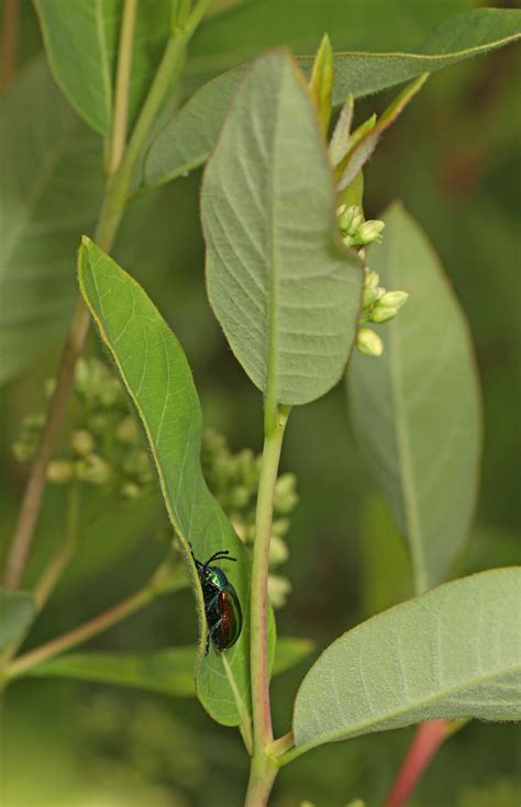 Dogbane Leaf Beetle Chrysochus Auratus On Dogbane Meado Flickr