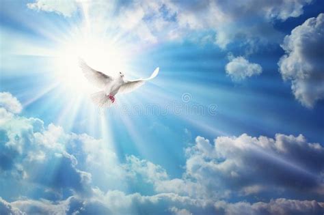 Freedom Peace And Spirituality Pigeon White Dove On Blue Sky Stock