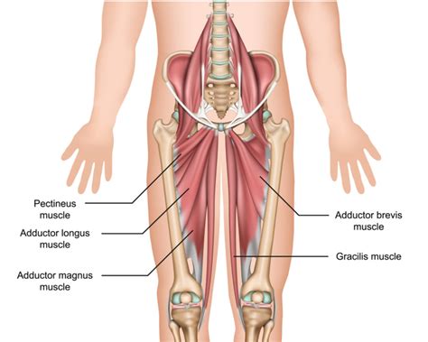 Common Causes Of Groin Pain And How Physio Can Help Glebe Physio
