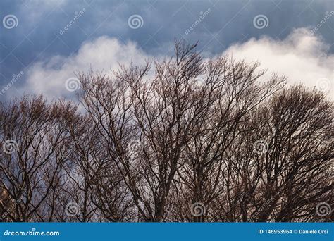 Trees With A Stormy Sky In Background Stock Photo Image Of River
