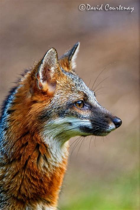 Grey Foxes Can Have Red On Their Backs And Faces But Are Mostly Grey