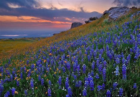 Texas Bluebells ~ Wildflowers Burnet Bluebonnets Meadow Hd Wallpaper