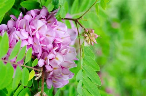 Beautiful Rose Acacia Robinia Pseudoacacia Blooming In The Spring