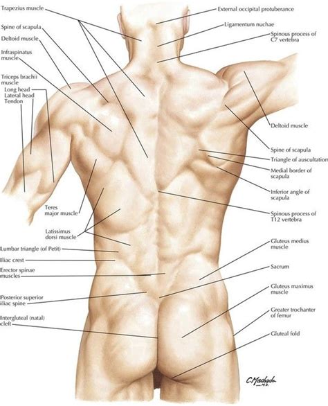 Spine Surface Anatomy Human Body Anatomy