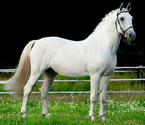 Lipizzaner Stallion Siglavy Capriola Convoj White Horses Lipizzan