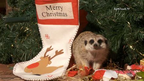 Meerkat And Baby Cheetah Decorate Xmas Youtube