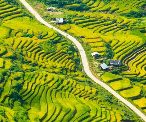 MU CANG CHAI: VIBRANT RICE TERRACES EMBRACE RICH CULTURAL TAPESTRY