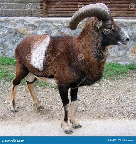 European Mouflon Ovis Aries Musimon Stock Photo Image Of Modern