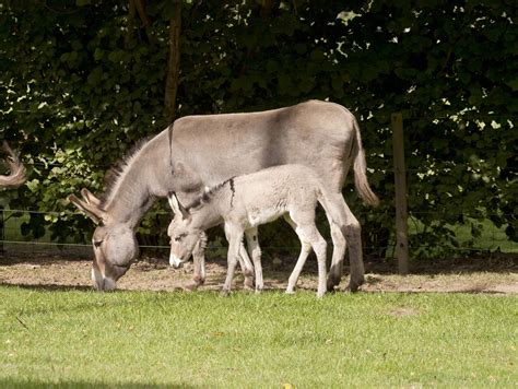 Donkey Colt Mother Free Photo On Pixabay Pixabay