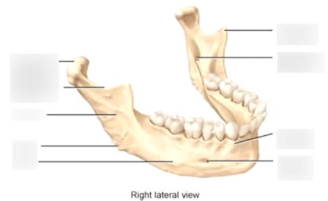 H N Ch Mandible Labeling Diagram Quizlet