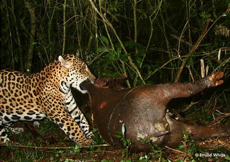 Jaguars Tapir Feast Offers Rare Glimpse At The Lives Of Argentinas