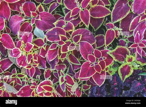 Plant Background From The Leaves Of The Coleus Plant Autumn Bright