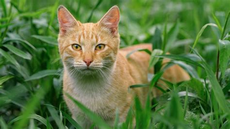 10 Orange Tabby Cat Facts That May Surprise You PetsRadar