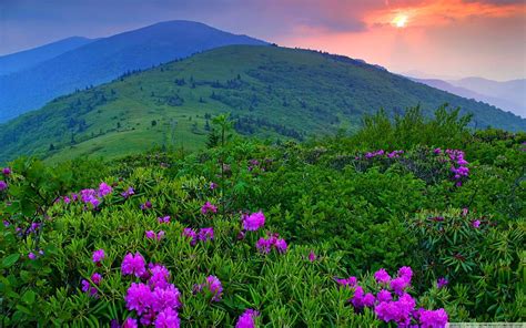 Purple Mountain Flowers For Ultra Vermont Mountain Hd Wallpaper Pxfuel