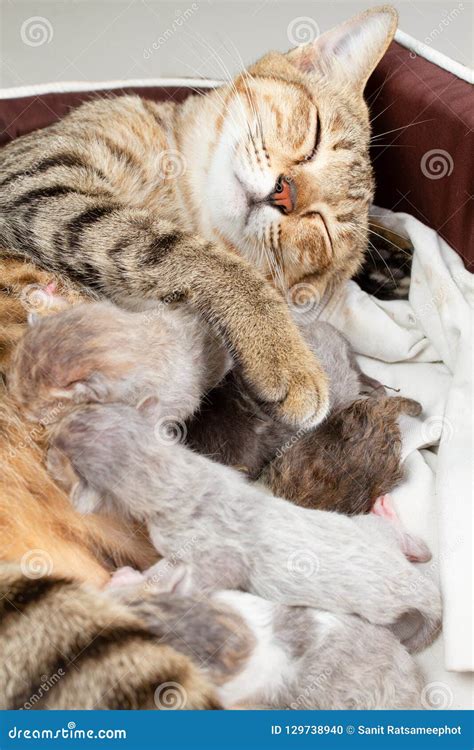 The Mother Cat Is Nursing Newborn Kitten Stock Photo Image Of Nature