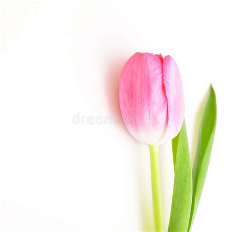 Single Flower Tulip Pink On White Background Stock Photo Image Of
