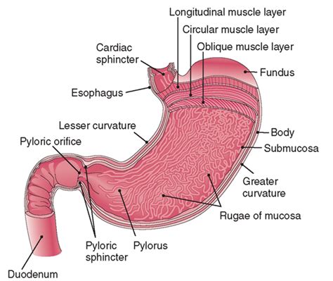 Structure And Function Of Stomach Anatomy System Vect