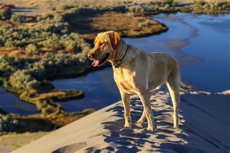 Pet Insurance in Idaho | Compare Plans & Rates for 2020