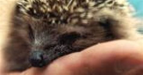 Hedgehogs Spike On Garden Survey Berkshire Live