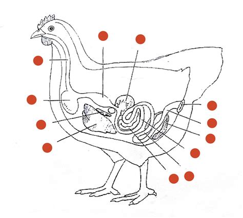 Chicken Digestive System Picture Id Diagram Quizlet