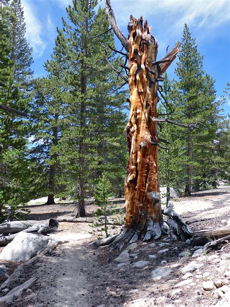 Dead Tree Cottonwood Lakes Trail Eastern Sierra California