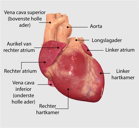 Hoe Werkt Het Hart Healthy Heart Org