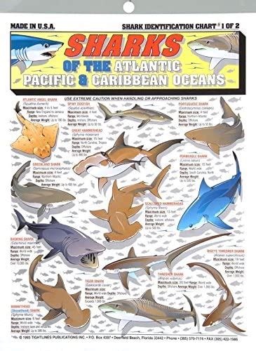 Tightline Publications Shark Identification Chart Use For