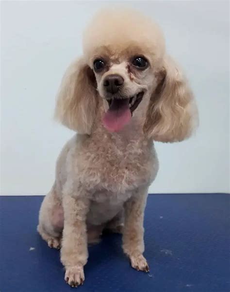 50 Best Poodle Haircuts For Dog Lovers The Paws
