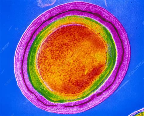 Clostridium Tetani Bacterial Spore Stock Image B2200527 Science