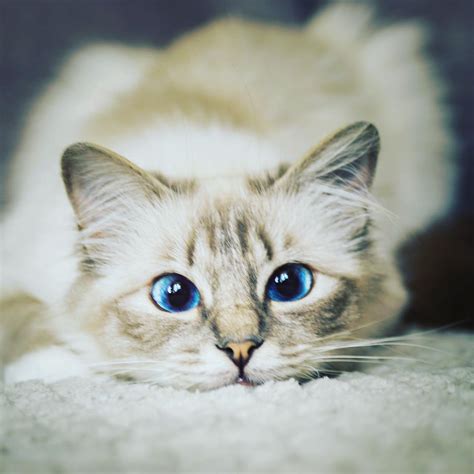 Top 10 Most Beautiful Cat Breeds In The World In 2020