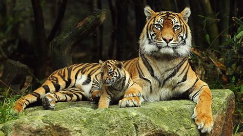 Hd Wallpaper Mother Tiger And Cub Feline Big Cat Animal Animal