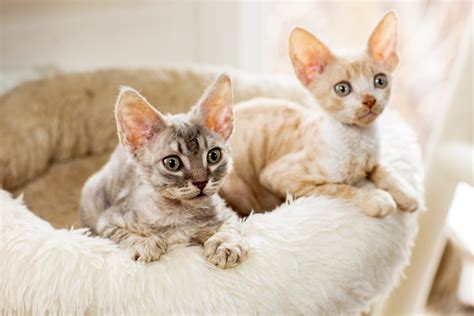 The Most Affectionate Cat Breeds Webbox