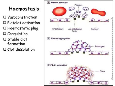 3 Stages Of Hemostasis The 3 Stages Of It Transformation It