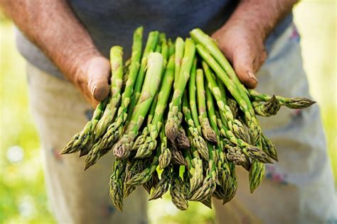 Check spelling or type a new query. Can You Eat Asparagus After It Ferns?