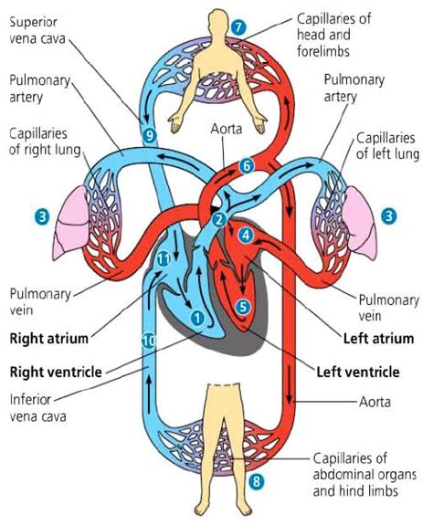Sistem ini juga membantu stabilisasi suhu dan ph tubuh (bagian dari homeostasis). Peredaran Darah Ganda dan Jantung